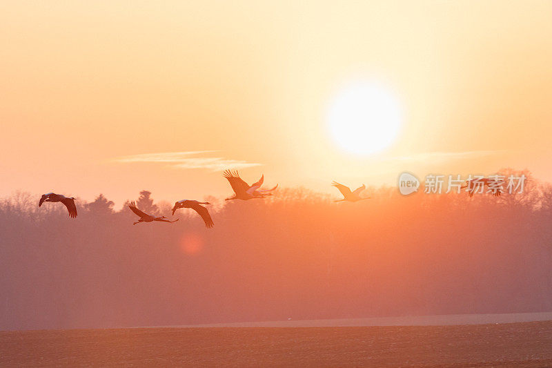 一组普通的起重机(Grus Grus)在夕阳下飞行